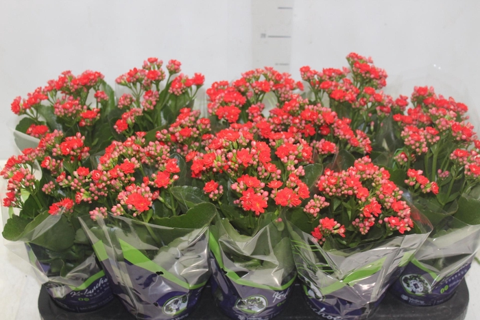 <h4>KALANCHOE DOBRADO P11 VERMELHO</h4>