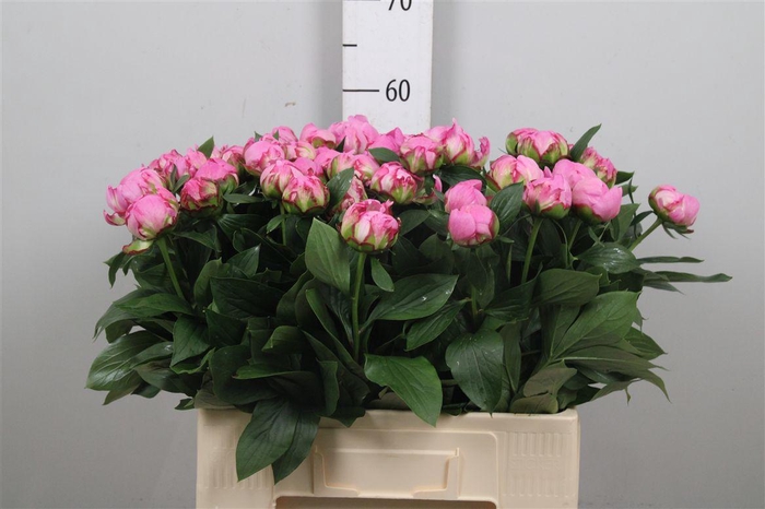 <h4>Paeo Alex Fleming</h4>