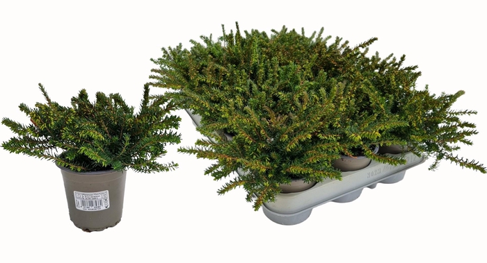 <h4>ERIC CAR LENA</h4>