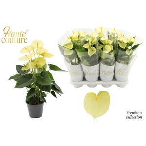 Anthurium 14 cm Vanilla in Haute Couture sleeve