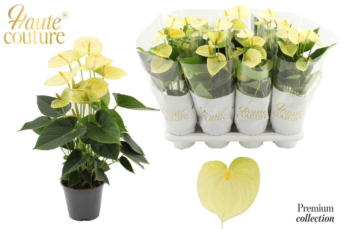 <h4>Anthurium 14 cm Vanilla in Haute Couture sleeve</h4>
