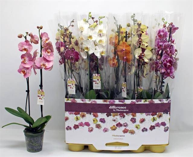 <h4>PHAL GEM 10 KL</h4>
