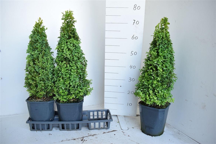 arr8 Buxu Sempervirens