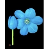 Tulp Light Blue