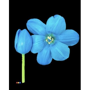 Tulp Light Blue