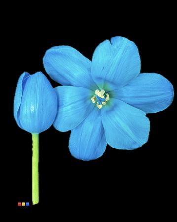 <h4>Tulp Light Blue</h4>