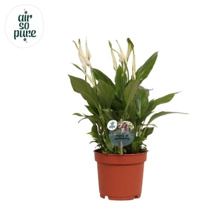 Spathiphyllum 13 cm Bellini Air so Pure - WOW etiket