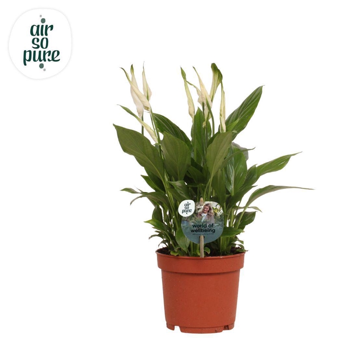 <h4>Spathiphyllum 13 cm Bellini Air so Pure - WOW etiket</h4>