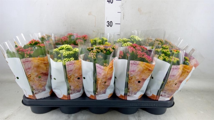 <h4>Kalanchoe blos. 'RoyalDon' ..mix</h4>