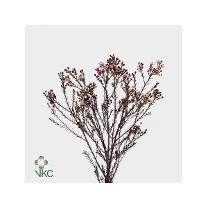 Chamelaucium Adi Pink