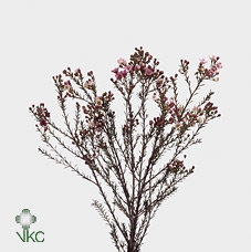 <h4>Chamelaucium Adi</h4>