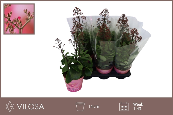 <h4>KAL WF SURPR CANYON</h4>