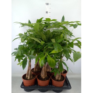 Arr.   Kamerplant Groen H%