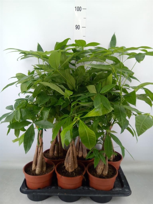 <h4>Arr. Kamerplant Groen H%</h4>