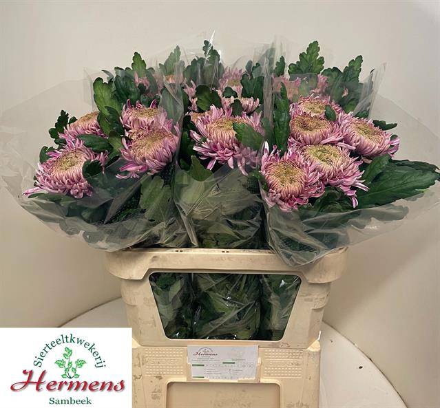 <h4>CHR G HORNBILL</h4>