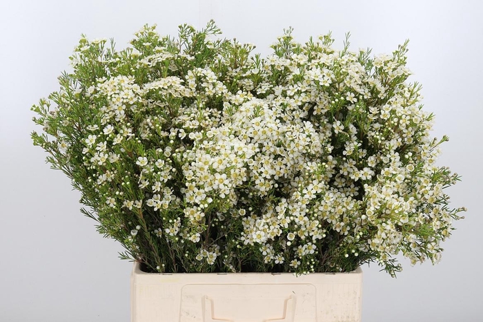 <h4>Chame Un Arbel</h4>