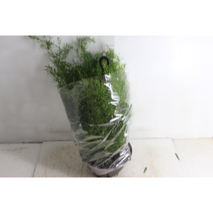 ASPARGO ALFINETE C21
