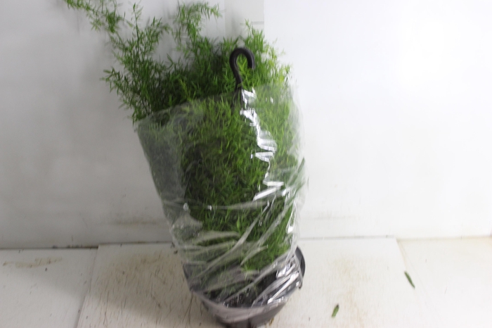 <h4>ASPARGO ALFINETE C21</h4>