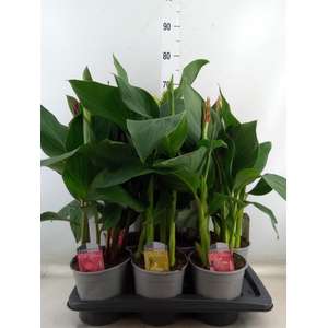 Canna  'Cannova'   ...mix