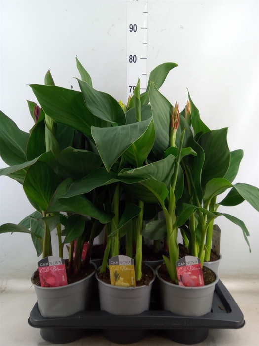 <h4>Canna  'Cannova'   ...mix</h4>