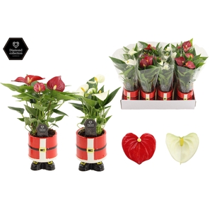 Anthurium 7 cm Red & White in Kris ceramics