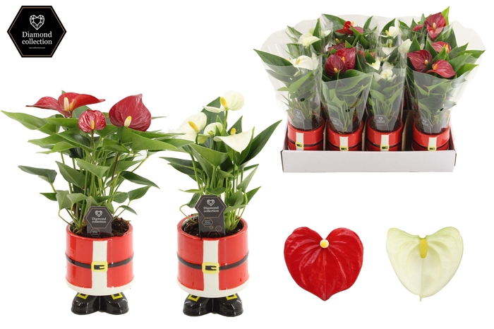 <h4>Anthurium 7 cm Red & White in Kris ceramics</h4>