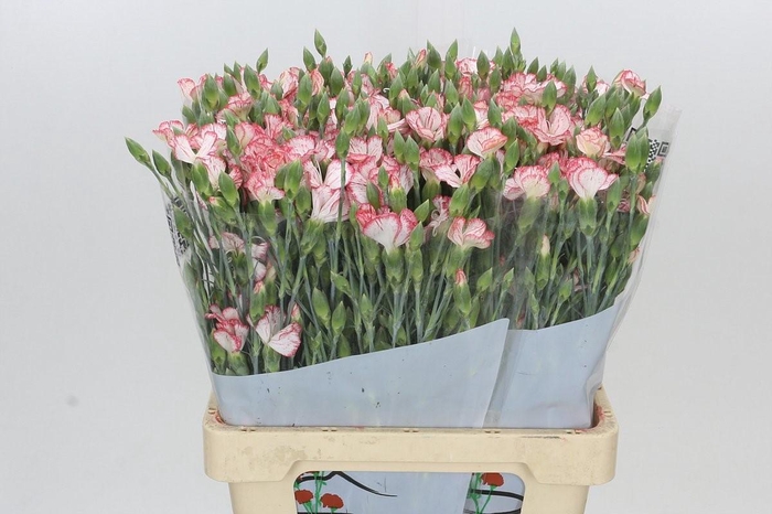 <h4>Dianthus Sp Symply Strike</h4>