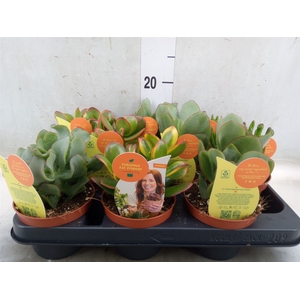 Crassula   ...mix