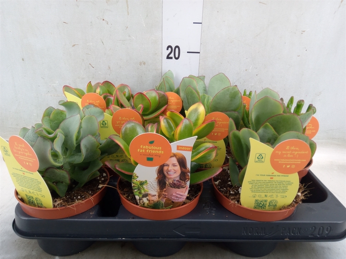 <h4>Crassula   ...mix</h4>