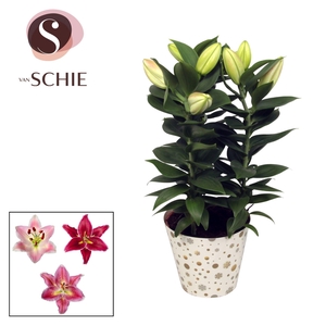 Oriental Roze 13cm potcover WINTER