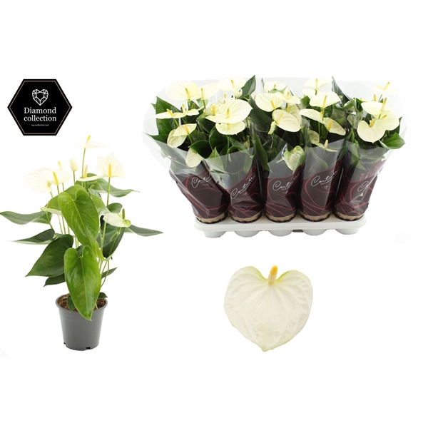 <h4>Anthurium 12 cm Cocos in Couture Diamond Line Purple sleeve</h4>