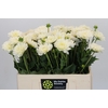 Dahlia White Onesta