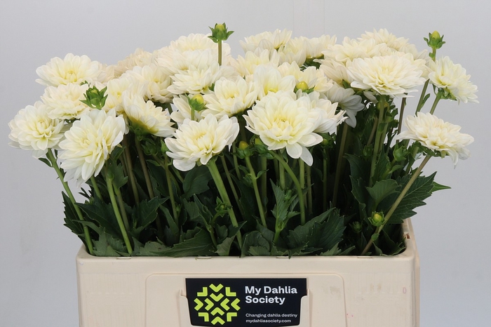 <h4>Dahlia White Onesta</h4>