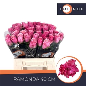 R Gr Ramonda