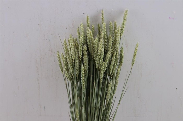 Dried Triticum (tarwe) Natural Bunch