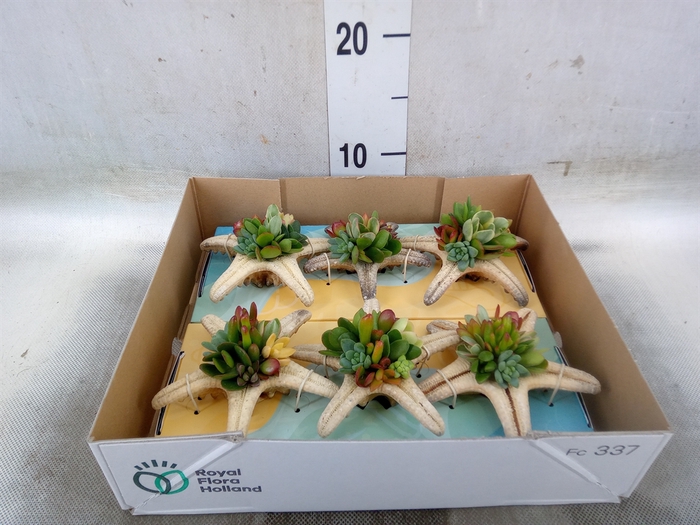 <h4>Planten  ..in schelp L%</h4>