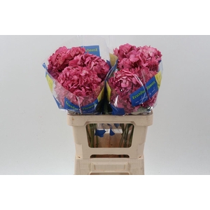 HORTENSIA HYDR OLD PINK TINTED SEL