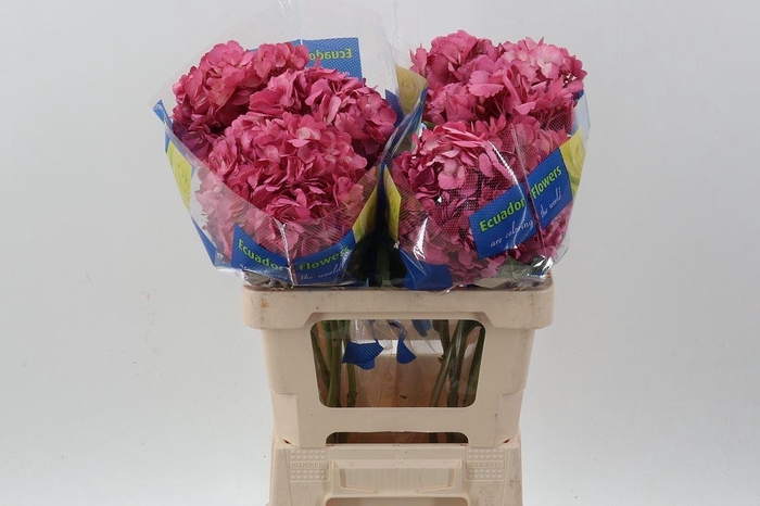 <h4>HORTENSIA HYDR OLD PINK TINTED SEL</h4>