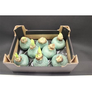 Amaryllis Topl Mintgroen