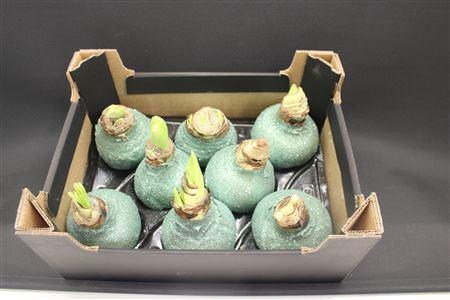 <h4>Amaryllis Topl Mintgroen</h4>