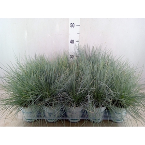 Festuca glauca 'Compacta Blue'