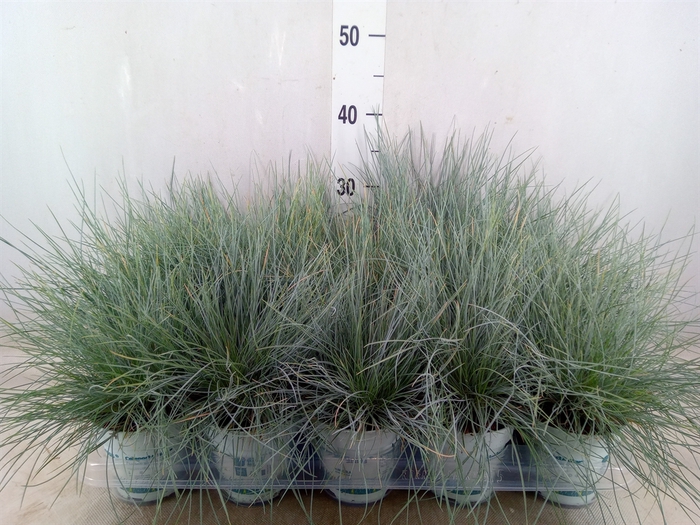 <h4>Festuca glauca 'Compacta Blue'</h4>