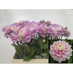 Dahlia Sweet Love Punthuis