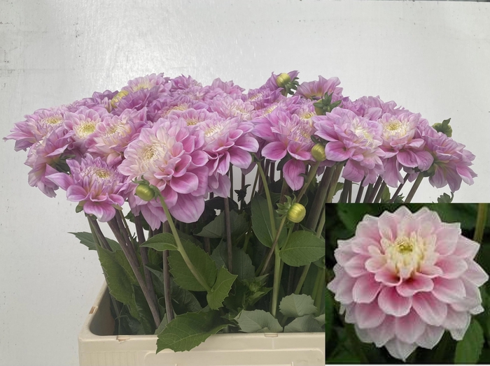 <h4>Dahlia Sweet Love Punthuis</h4>