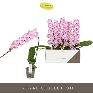Phalaenopsis overig