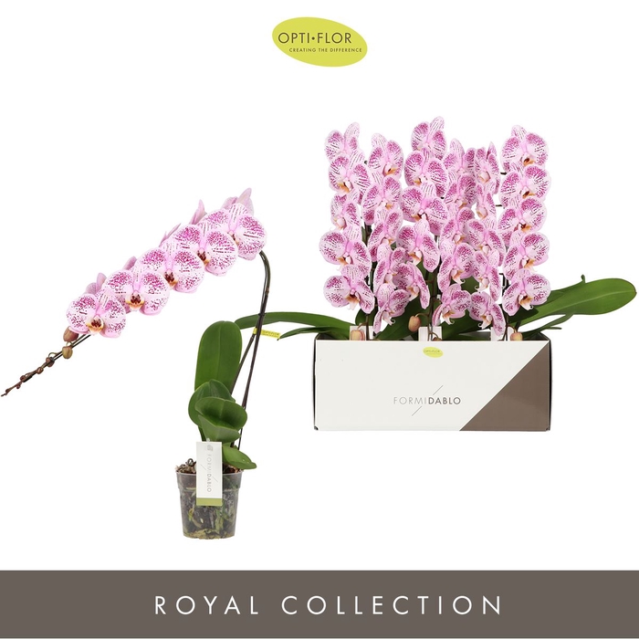 <h4>Phalaenopsis overig</h4>