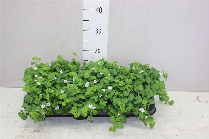 <h4>Bacopa White</h4>