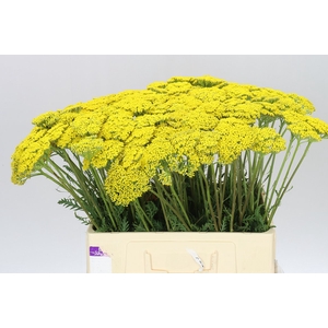 Achillea Parkers Variety