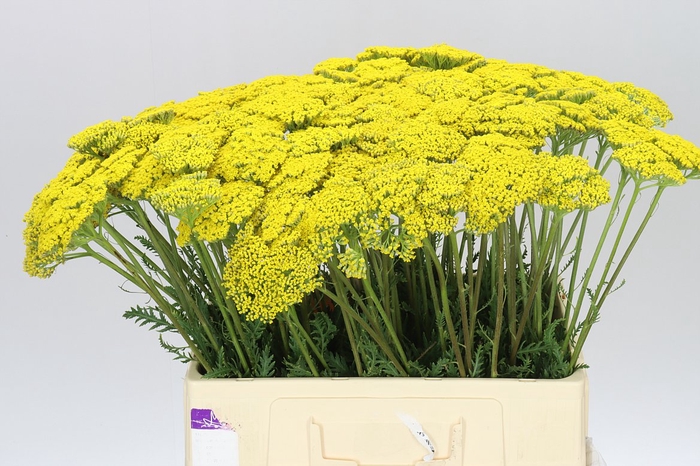 <h4>Achillea Parkers Variety</h4>