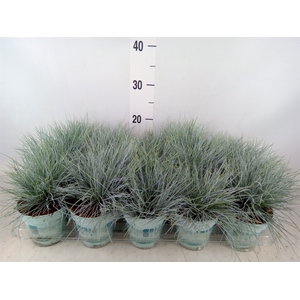 Festuca glauca 'Compacta Blue'